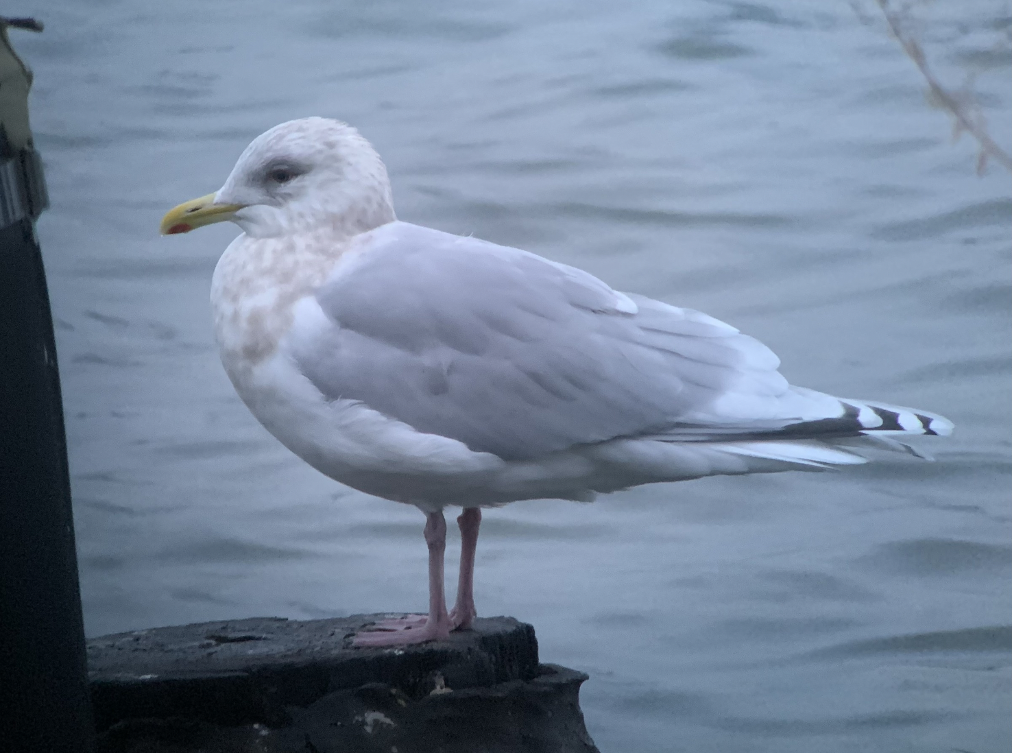 Iceland Gull on the Brooklyn Bridge Pilings (Photo by Mike Yuan) Iceland Gull on the Brooklyn Bridge Pilings (Photo by Mike Yuan)