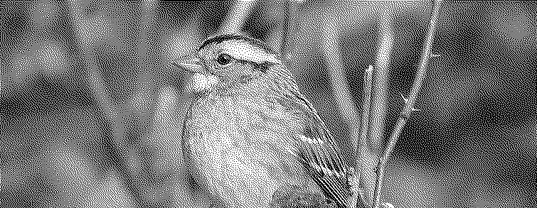 A dithered image of a bird from the NABirds dataset
