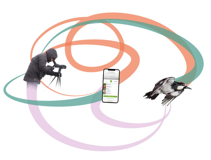 An image of a birder taking a picture of a bird mediated by a cellphone.