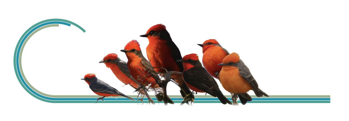 An image of flycatchers in different positions.