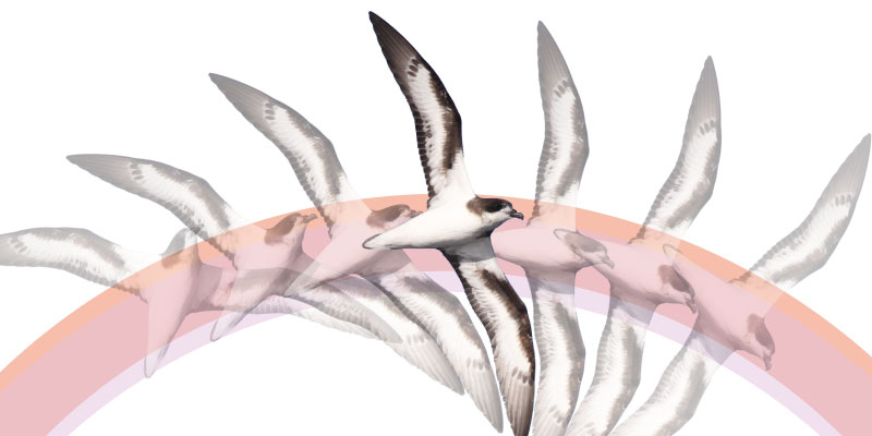 An image of a Bermuda Petrel with a following halo 