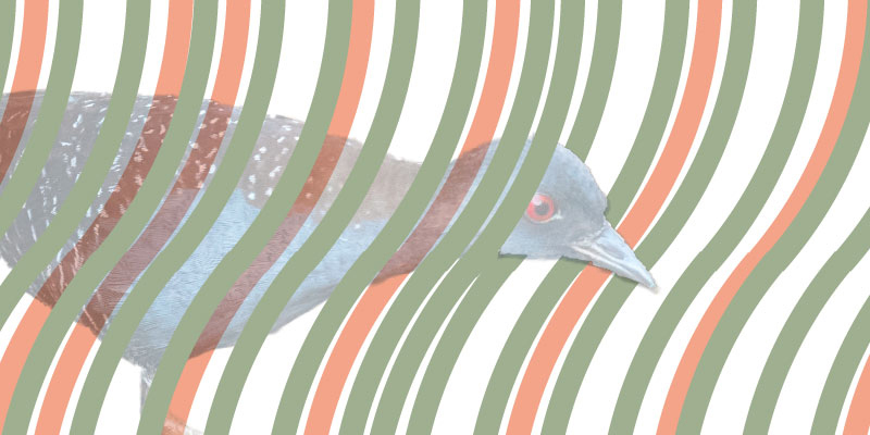 An image of a NorthernMockingbird with 3 heads.