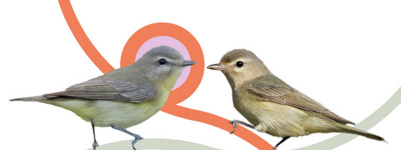 Philadelphia Vireo in front of another Video bird.
